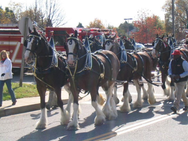 Engine-23, along with the Anheuser-Busch Clydesdale Horses, at the Veterans Day Parade in Leonardtown 